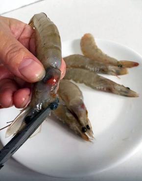 剪去后，原本刺的地方会有一个洞。从这里把剪刀伸进去，用剪刀的尖夹住里面的沙包拉出来！