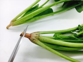 用剪子剪去根部的头，约1mm。