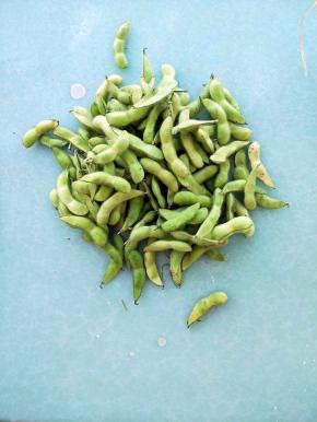 市场买来的毛豆