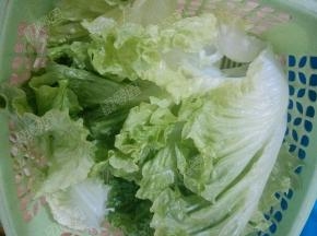 生菜叶洗净
