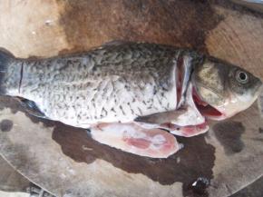 鱼去除内脏洗净。在鱼头前和鱼尾各切一刀。