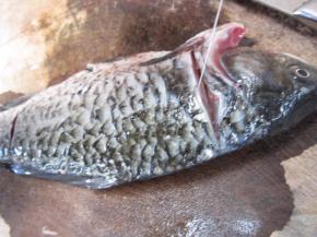 抠出腥线，一手持刀，边拍边拉很容易就取出来了，另一边也用同样的方法取出腥线。