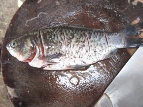 去除腥线后，分别在鱼背上再横切两刀，便 于入味。