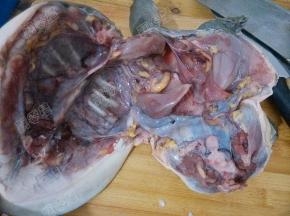 甲鱼从中间抛开，剔除黄色的脂肪