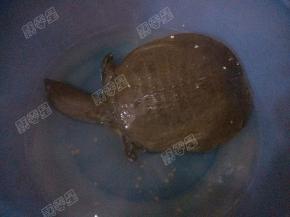 甲鱼放入盆中，烧一壶开水，淋入盆中