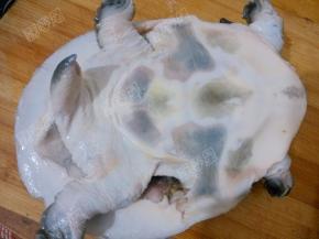 刮除甲鱼身上的粗糙的膜