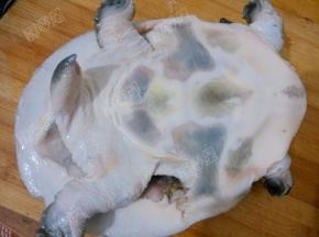 刮除甲鱼身上的粗糙的膜