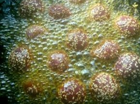 油锅放油加热，热至七八成，放入紫薯球，炸至表面金黄即可