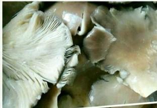 平菇用清水洗干净