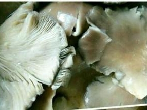平菇用清水洗干净
