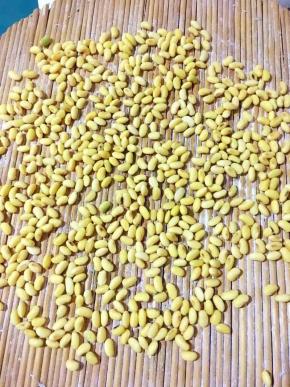 2、沥干水分后放在锅拍上，表面撒上半勺盐，然后铺平晾干