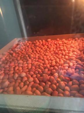 将生花生放在烤盘中，中下层上下火200度15分钟，中间取出翻一下