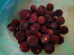 杨梅用淡盐水浸泡十分钟，清洗干净沥干水分