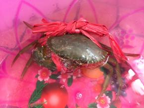 青蟹要选活生生的才好