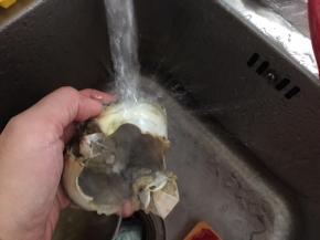 蟹壳也刷洗干净