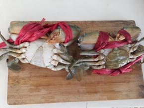 雄蟹底部呈三角形，母蟹呈圆形