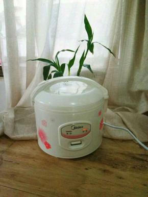 打电饭锅底部抹上一层油，通上电源，预热2分钟。