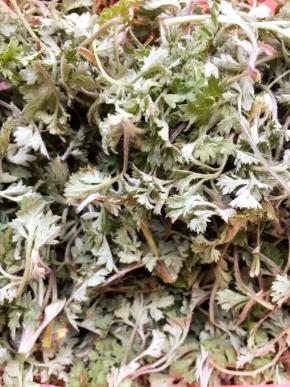 1、刚采摘的茵陈去根去黄叶