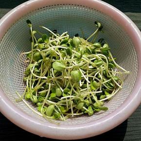 豌豆苗去根，清洗干净，干红辣椒洗干净