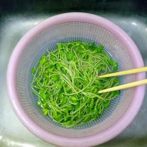 捞出沥干水份后放入凉白开里，这样豌豆苗会更绿的