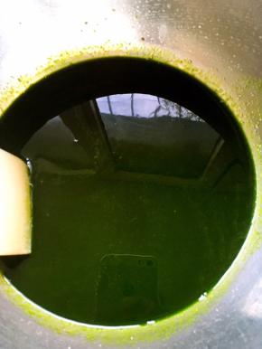 盆中加入菠菜汁，砂糖，玉米油，盐搅拌至油水融合，表面无玉米油颗粒