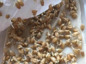 将小麦种子放到家里室温最暖和的地方，有利于发芽，小麦种子上盖张纸巾，每天多次查看，并往纸巾上淋点水，保证麦芽种子湿润，大约两天左右，你就会看到小麦种子开始发芽了