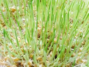 大约5天左右，麦芽已长成3.4厘米长的麦草，这个时候就可以用来做麦芽糖啦，小麦种子会因为受热以及水份的关系，发芽不可能特别齐，不要等它分芽再使用，短一点也没关系的