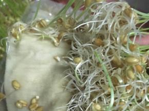 将小麦草取出，用刀切碎，有搅拌机可以用搅拌机，我没有，是用刀一点点切碎的