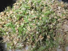 将煮好的糯米饭打开，凉至不烫手，将切碎的小麦草倒入，搅拌均匀，电饭锅开保温档保温发酵6个小时，中途不要打开电饭锅盖子