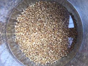 将小麦种子加水清洗干净，用水泡一晚上，容器底下垫块布，将泡好的小麦种子平铺上去，间隔不要太密，我用的烤盘和家里的水果盘，布用的蒸包子的屉布，别用纸巾，等发芽后，根须会穿透纸巾的，很难取下啦