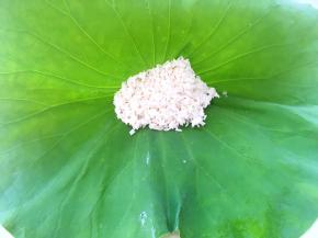 新鲜荷叶洗干净，放入泡好的糯米跟大米