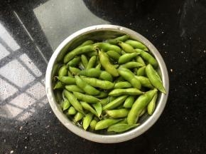 毛豆原图