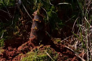 新鲜的笋，有足够的水分和香味。如果在市场上买，也尽量选一些泥土未干的是出土不久的。