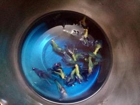 取150克清水和30克砂糖放入小锅中加热煮开后关火放入蝶豆花泡一会，水会变成蓝色。在水温低于50度的时候把泡软的吉利丁片放入搅匀。