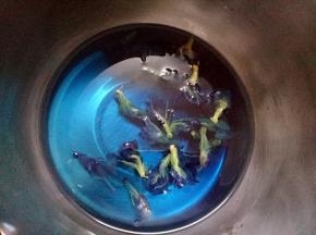 取150克清水和30克砂糖放入小锅中加热煮开后关火放入蝶豆花泡一会，水会变成蓝色。在水温低于50度的时候把泡软的吉利丁片放入搅匀。