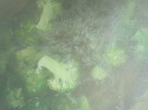 然后在开水中煮熟