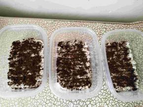 挤奶油；撒奥利奥碎