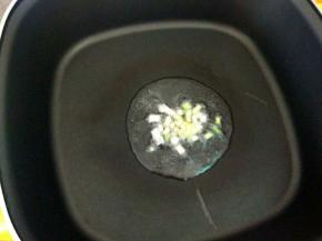 热锅凉油，下葱花小火煸香。