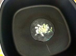 热锅凉油，下葱花小火煸香。