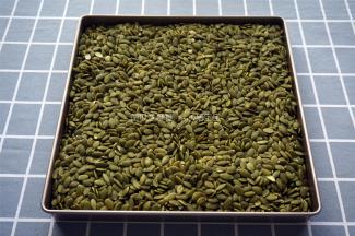 南瓜子放入11寸不粘正方形烤盘中，烤箱上下火150度预热5分钟后，将其放入中层烤熟。由于量多，所以分开两盘烘烤，每盘烘烤20分钟。