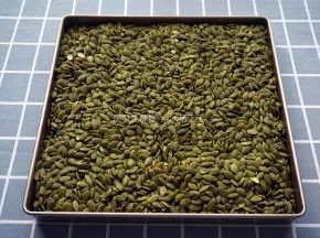 南瓜子放入11寸不粘正方形烤盘中，烤箱上下火150度预热5分钟后，将其放入中层烤熟。由于量多，所以分开两盘烘烤，每盘烘烤20分钟。