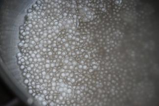 焖15分钟，可以看到西米的外面一圈是透明的。这时候西米有点团在一起，搅拌一下，继续开火煮沸，关火，盖上锅盖