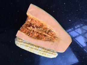 南瓜和玉米原图材料