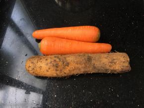 淮山胡萝卜原图