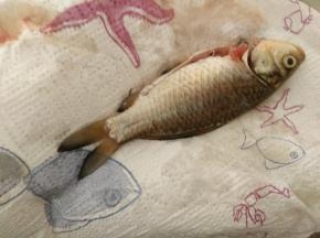 用厨房纸巾吸干每条鱼上的多余水分。