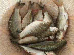 清洗干净后沥干水分。