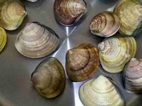 青娥放锅里，放适量的水