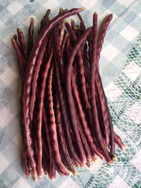 这个就是我在婆婆家菜园里采摘的新鲜的秋豆！颜色很漂亮吧！