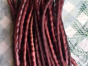 这个就是我在婆婆家菜园里采摘的新鲜的秋豆！颜色很漂亮吧！
