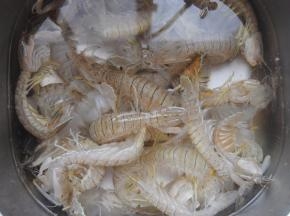 虾爬子挑活蹦乱跳的买回洗净，有膏的更好吃，膏在虾背，很黄，一眼就能看出。
